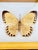 Traditional Vintage Framed Taxidermy Real Yellow Butterfly Specimen – Gold Shadowbox Wall Art For Sale - Image 3 of 5