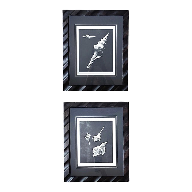 Pair of Framed Sea Shell Photograph Prints in Black Matte and Carved Wooden Frame For Sale