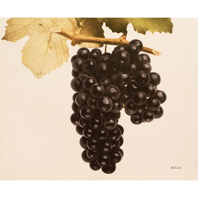 1900s U. P. Hedrick, Original Antique Photogravure of Mills Grapes For Sale - Image 4 of 7