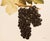1900s U. P. Hedrick, Original Antique Photogravure of Mills Grapes For Sale - Image 4 of 7