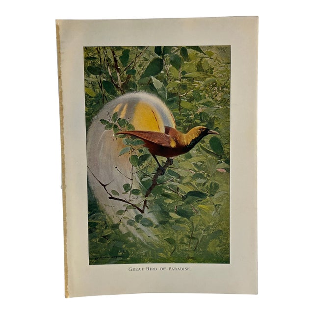 1925 Bird of Paradise Print For Sale