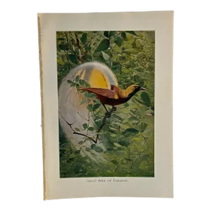 1925 Bird of Paradise Print