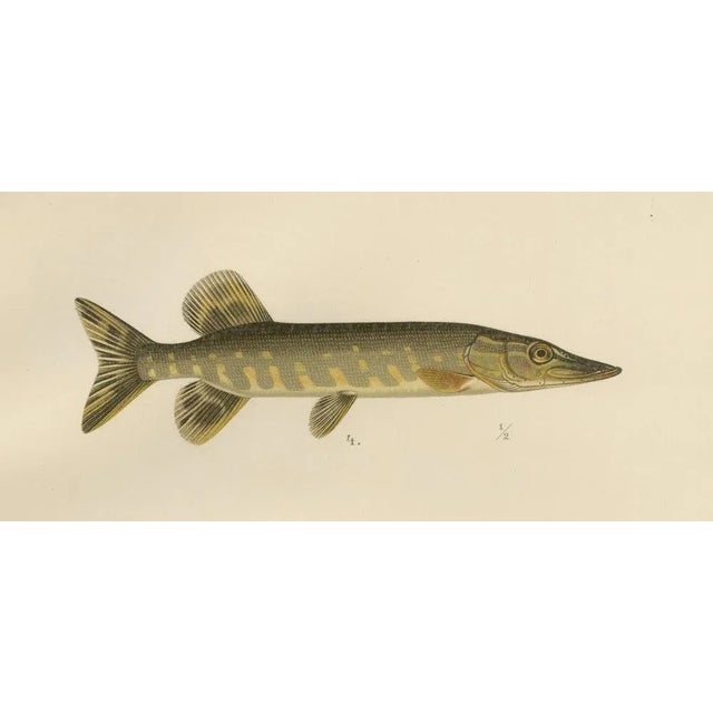 Herring, Sprat, Müller's Pearlside and Pike, 1895, Lithograph on Paper For Sale - Image 6 of 10