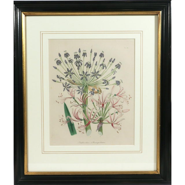Mid 19th Century Jane Wells Loudon Botanical Prints Framed - a Pair For Sale - Image 4 of 12