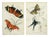 Butterfly Engraving Prints by William Lizars - a Pair For Sale