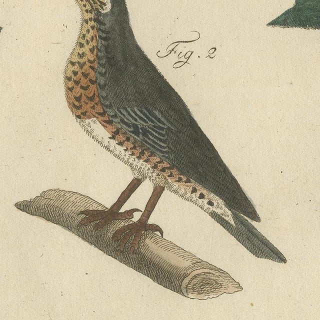 Bertuch, Thrushes, Blackbird and Ring Ouzel, 1805, Print For Sale - Image 4 of 12