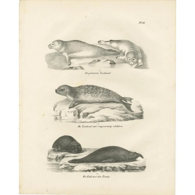 Seals and Elephant Seals in Arctic and Marine Habitat, 1836, Lithograph For Sale - Image 9 of 10