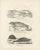 Seals and Elephant Seals in Arctic and Marine Habitat, 1836, Lithograph For Sale - Image 9 of 10