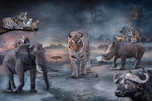 Protectors of the Wild Hearts by Marcin Owczarek | Photography - Dye Sublimation on Aluminum featuring wild animals