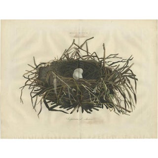 Sepp & Nozeman, Nest of the Western Marsh-Harrier, 1770, Paper For Sale