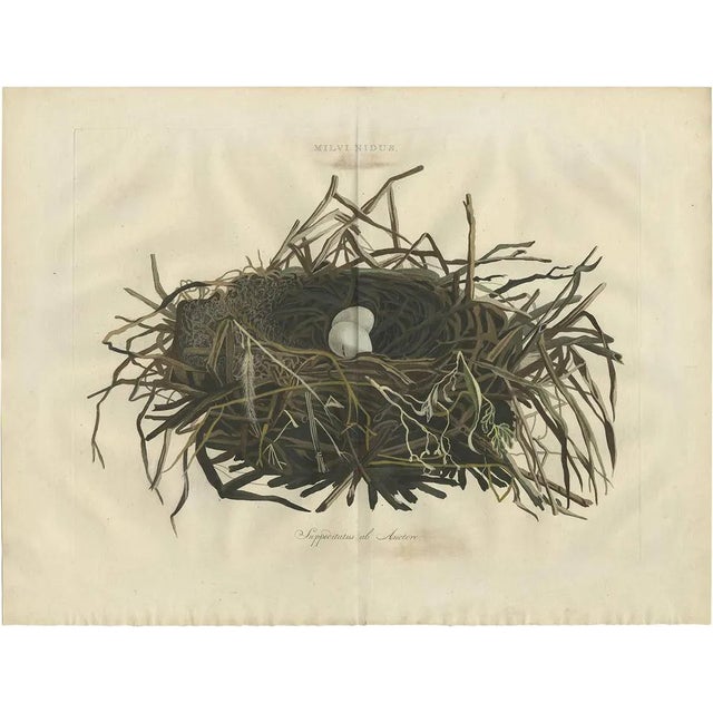 Sepp & Nozeman, Nest of the Western Marsh-Harrier, 1770, Paper For Sale
