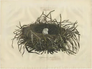Sepp & Nozeman, Nest of the Western Marsh-Harrier, 1770, Paper