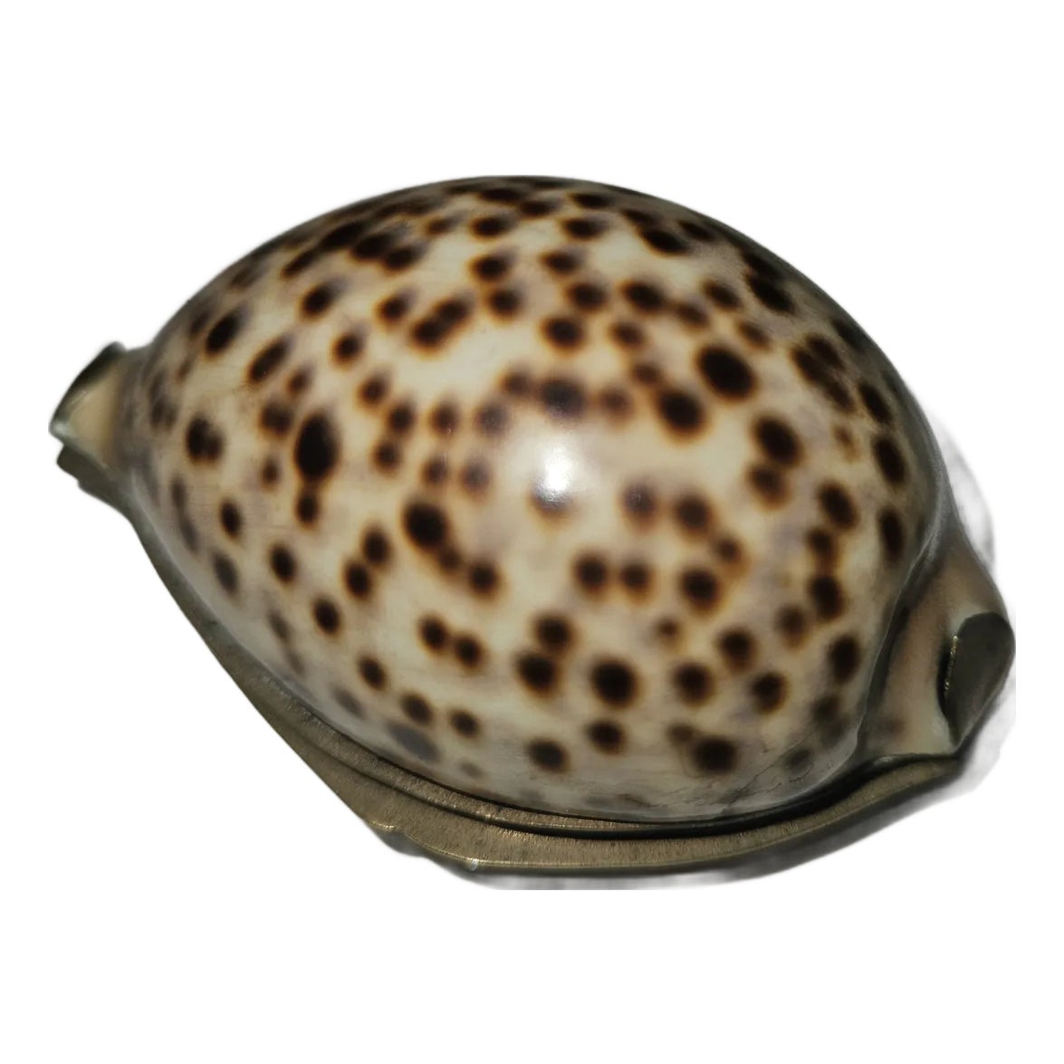 Mid 19th Century Scottish Cowrie Shell Snuff Mull | Chairish