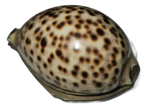 Mid 19th Century Scottish Cowrie Shell Snuff Mull