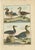 Robert Bernard, Four Ducks, 1792, Copper Engraving on Paper For Sale