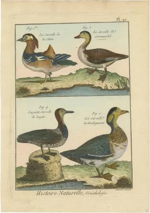 Robert Bernard, Four Ducks, 1792, Copper Engraving on Paper