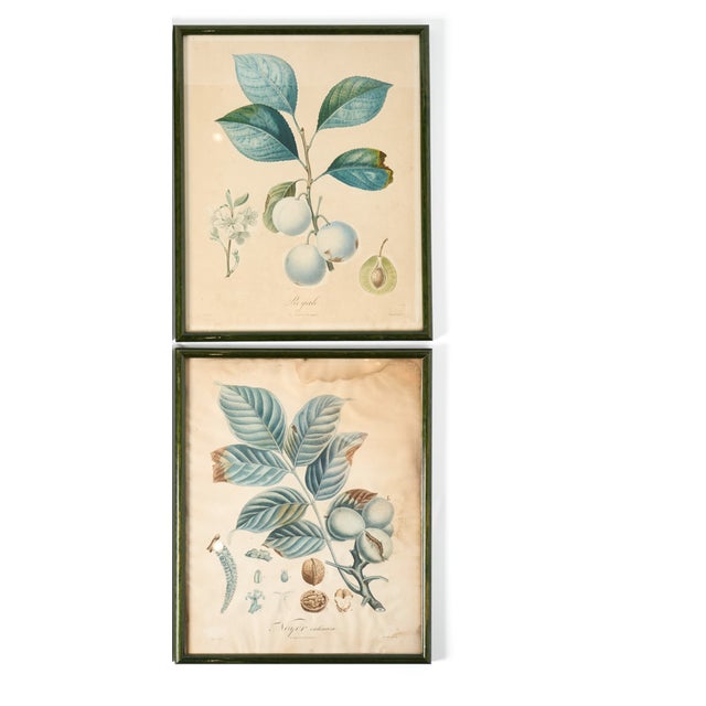 Mid-Century Modern Vintage French Botanical Prints, 1950s - Set of 4 For Sale - Image 3 of 3