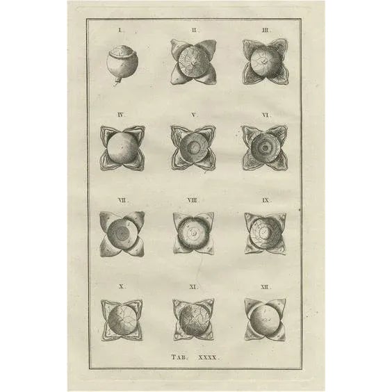 Late 18th Century Eustachi, Medical Illustration of the Anatomy of the Eye, 1798, Print For Sale - Image 5 of 5
