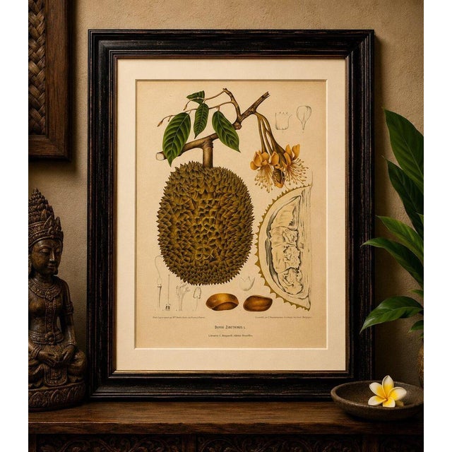 Title antique durian botanical chromolithograph by hoola van nooten, c. 1880 a magnificent original antique botanical...