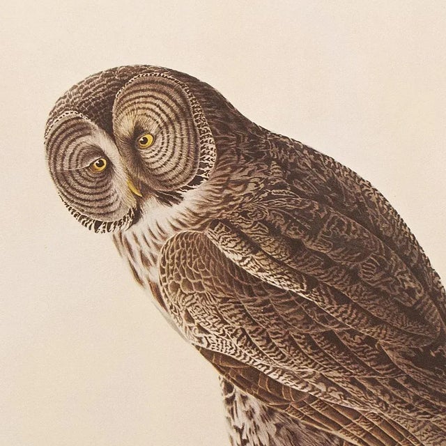 John James Audubon Great Gray Owl by Audubon, 1966 Vintage Cottage Print For Sale - Image 4 of 9