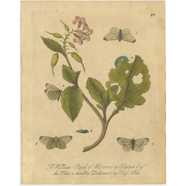 1720 Albin Butterfly & Host Plant Plate – Dedicated to William Byrd of Virginia This finely hand-colored copper engraving...