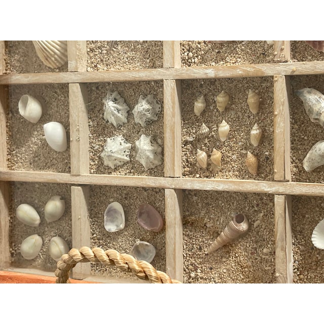 Coastal Vintage Florida Sea Shell Collection Marine Specimens For Sale - Image 3 of 7