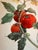 Late 20th Century Large Italian Hand-Painted Ceramic Tomato Bowl by Netas, 14.25” Diameter For Sale - Image 4 of 7