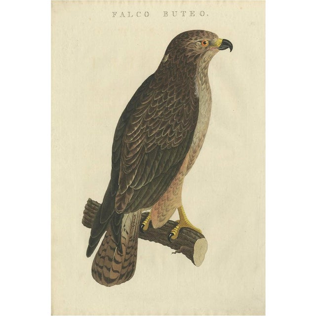 Sepp & Nozeman, Common Buzzard, 1829, Paper For Sale - Image 6 of 6