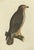 Sepp & Nozeman, Common Buzzard, 1829, Paper For Sale - Image 6 of 6