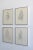 Illustration Vintage Quartet of Graphite on Paper Shirt Illustrations, a Set, Circa 1978 For Sale - Image 3 of 17