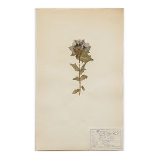 Antique Swedish Herbarium - Black Henbane, Circa 1911 For Sale