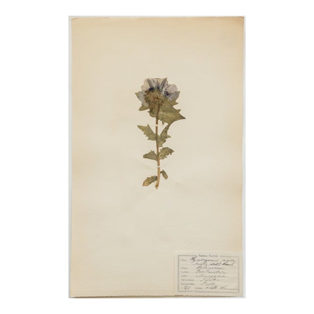 Antique Swedish Herbarium - Black Henbane, Circa 1911 For Sale