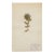 Antique Swedish Herbarium - Black Henbane, Circa 1911 For Sale