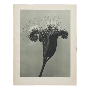 Original Carl Blossfeldt Botanical Photogravure Print