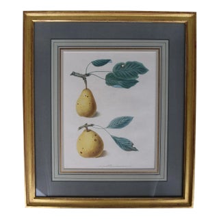 Mid 19th Century George Brookshaw, Pear Cluster, Pl XLIX, Framed For Sale