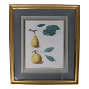 Mid 19th Century George Brookshaw, Pear Cluster, Pl XLIX, Framed