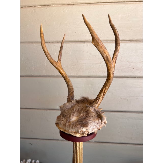 Baroque Curiosity Cabinet Vintage Trophy Antlers W Gilded Column & Specimen Gems For Sale - Image 4 of 14