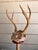 Baroque Curiosity Cabinet Vintage Trophy Antlers W Gilded Column & Specimen Gems For Sale - Image 4 of 14
