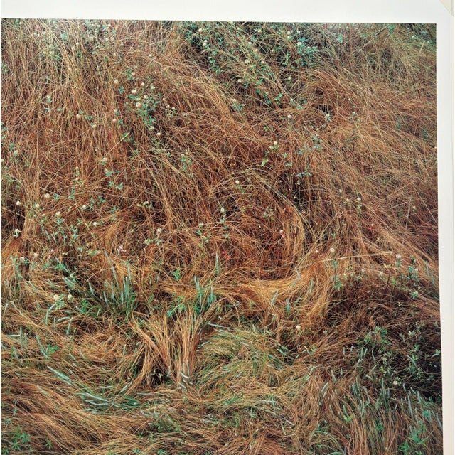 Original John Wawrzonek 'rye & Clover' Grass Cover Signed Artist Proof Photo For Sale - Image 4 of 12