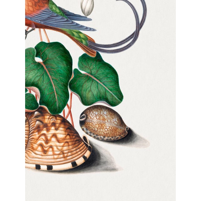 Crimson Topaz Hummingbird With Cyclamen, Vintage Art Print Reproduction, 18″ × 24″ For Sale In Buffalo - Image 6 of 7