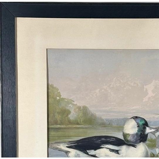 Antique 1878 Alexander Pope Jr Duck Chromolithograph Bufflehead Ducks Framed For Sale In Portland, ME - Image 6 of 10