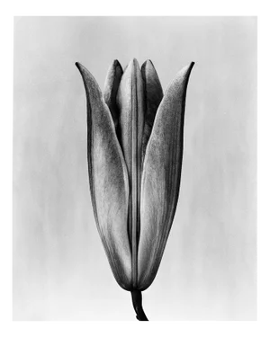 Lily 23 Black and White Analogue Floral Photography Edition of 10 2023