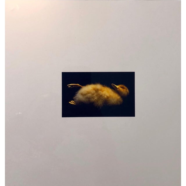 This is a proof print. Stamped with the Muse X stamp and marked NFS. This is a single print from 1998 Birds. Suite of...
