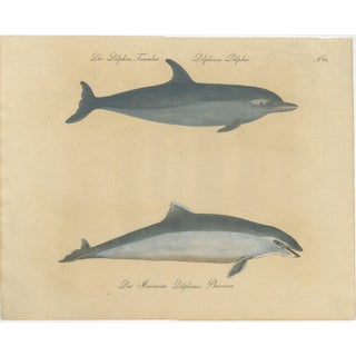 Karl Joseph Brodtmannm, Dolphin & Porpoise, 1816, Lithograph For Sale