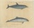 Karl Joseph Brodtmannm, Dolphin & Porpoise, 1816, Lithograph For Sale