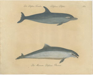 Karl Joseph Brodtmannm, Dolphin & Porpoise, 1816, Lithograph