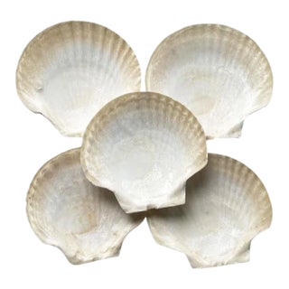 Large Sea Shell Appetizer Plates - Set of 5 For Sale