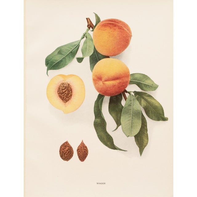 Paper 1900s U. P. Hedrick, Original Antique Photogravure of Wager Peaches For Sale - Image 7 of 7