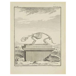 Louis Legrand, The Skeleton, Etching, 1771 For Sale