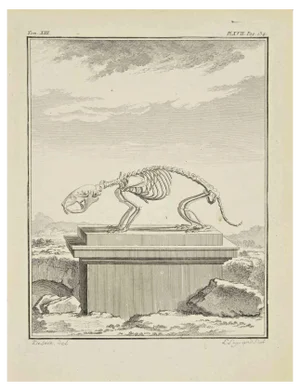 Louis Legrand, The Skeleton, Etching, 1771